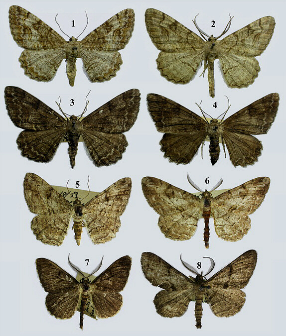 Geometridae image